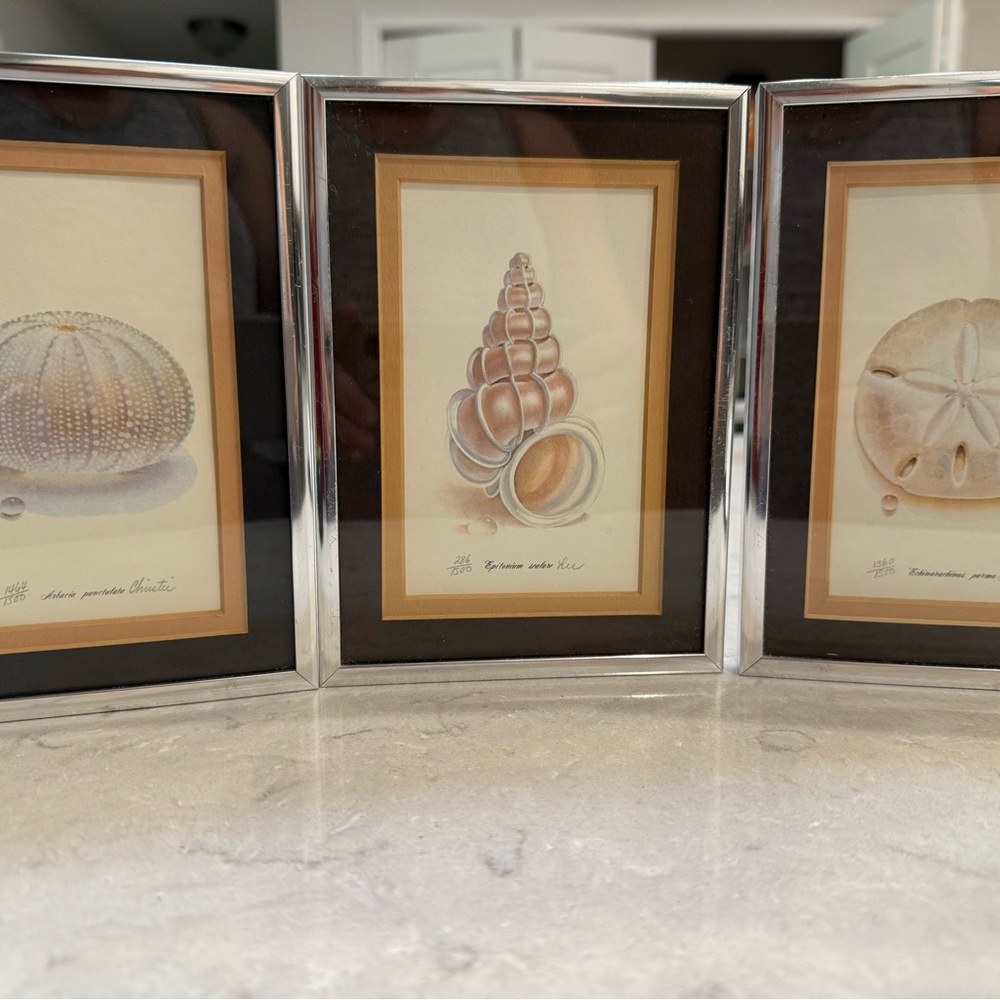 Set of Three Framed Seashell Prints